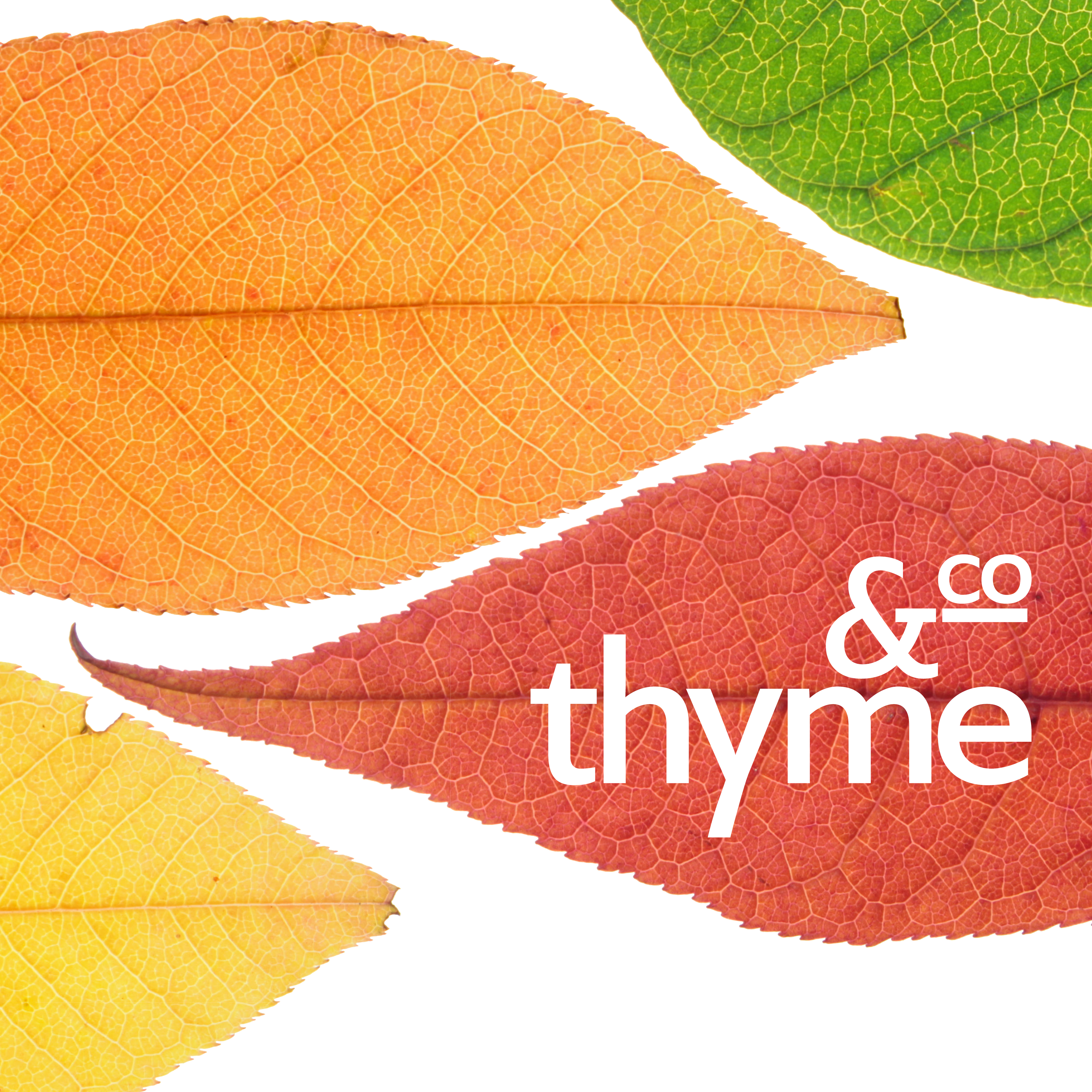 THYME & CO